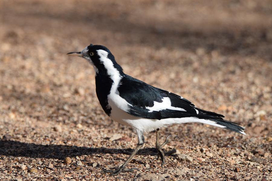 Lark pied magpie 2023 002.JPG